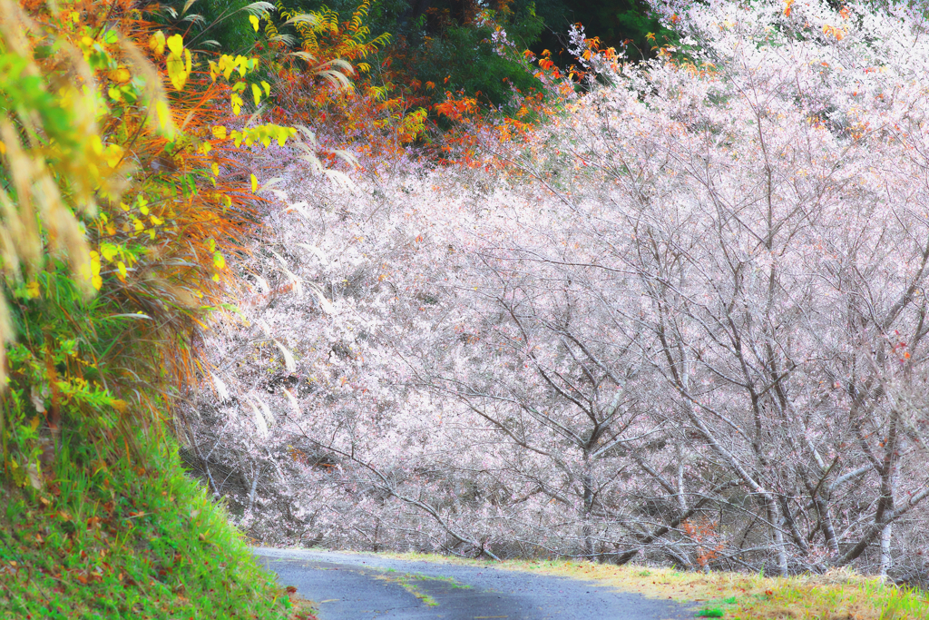 初冬の彩り