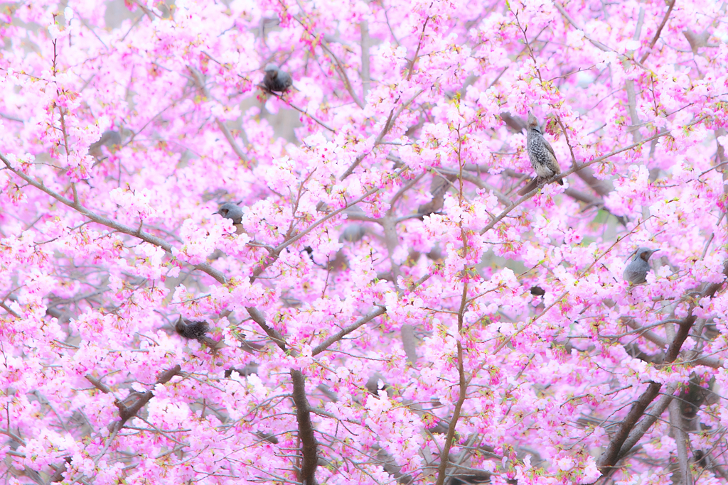 蜜に誘われて