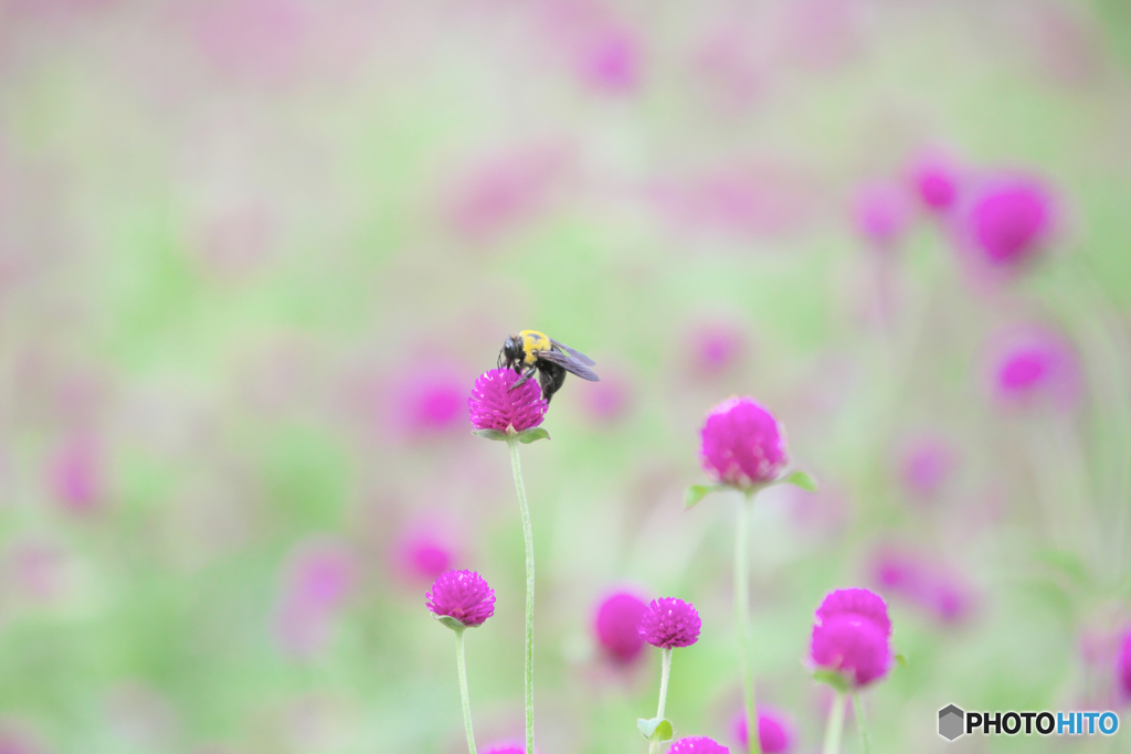 蜜に誘われて