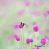 蜜に誘われて