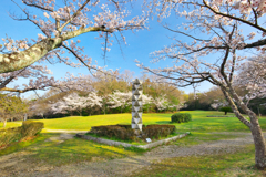 桜の季節