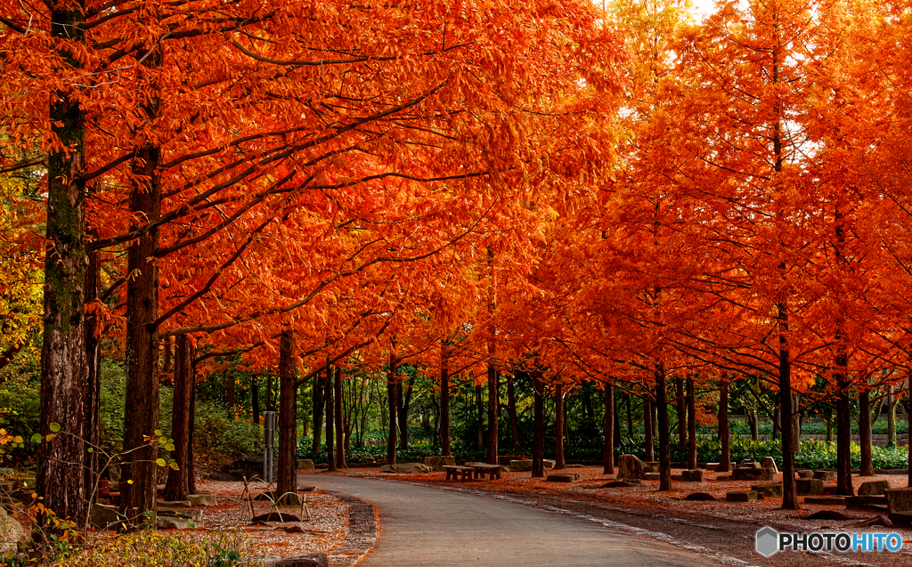 秋色の遊歩道