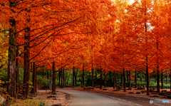 秋色の遊歩道