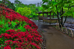 雨の散歩道