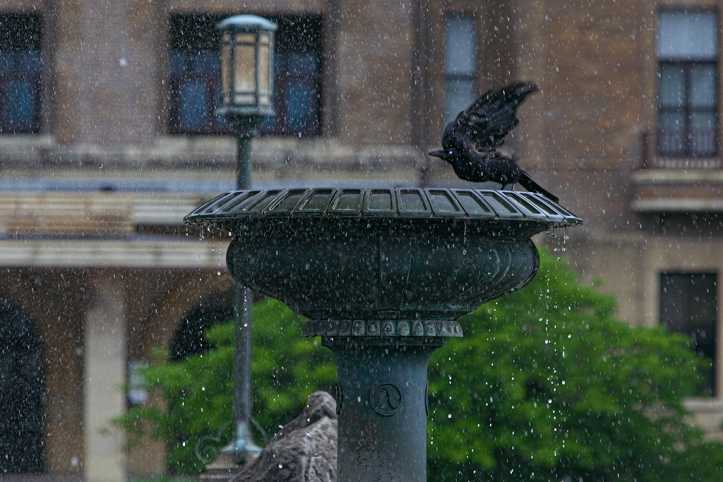 カラスの行水