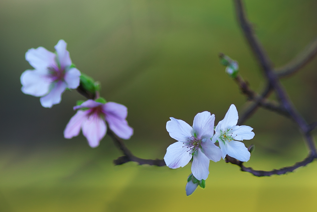 秋の桜