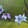 秋の桜