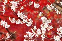 桜と紅葉