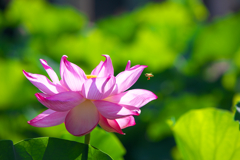 蜜に誘われて