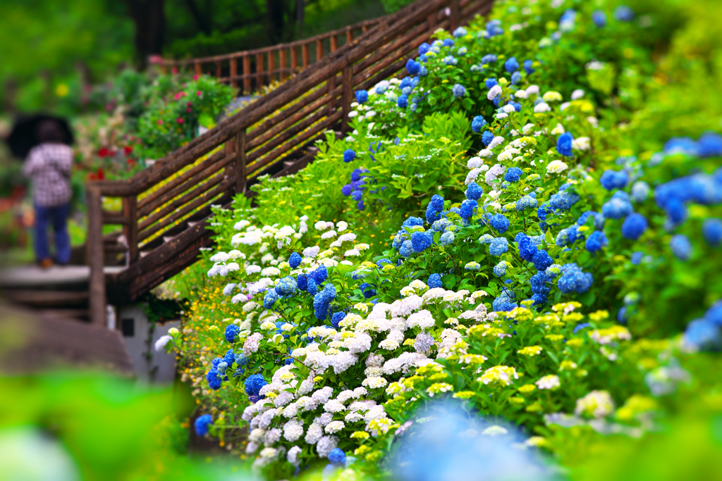 花の散歩道