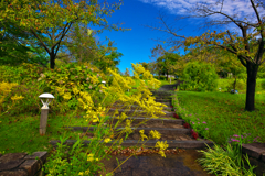 花の散歩道