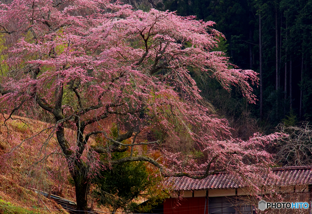 望郷