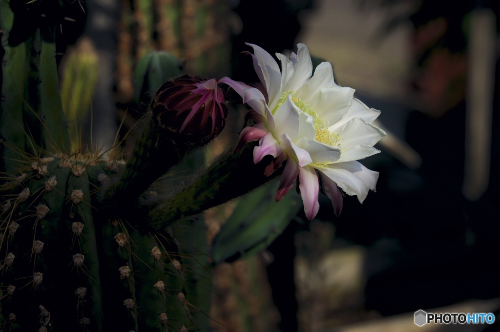 ユニークな花