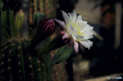 ユニークな花