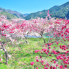 山里の春