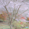 秋の桜