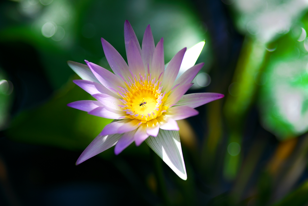 温室の華