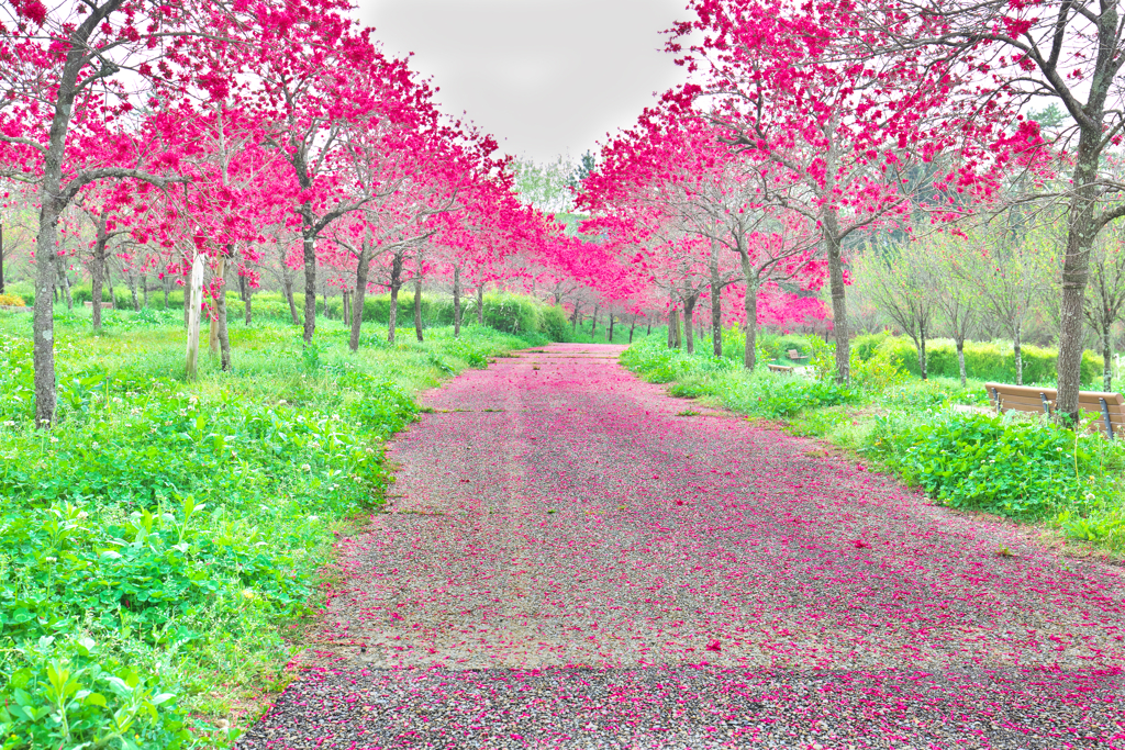 花桃ロード