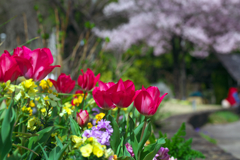 花の散歩道