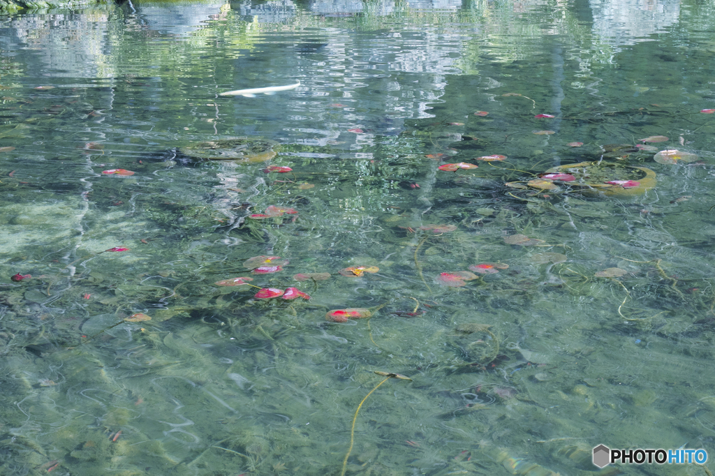 「モネの池」風