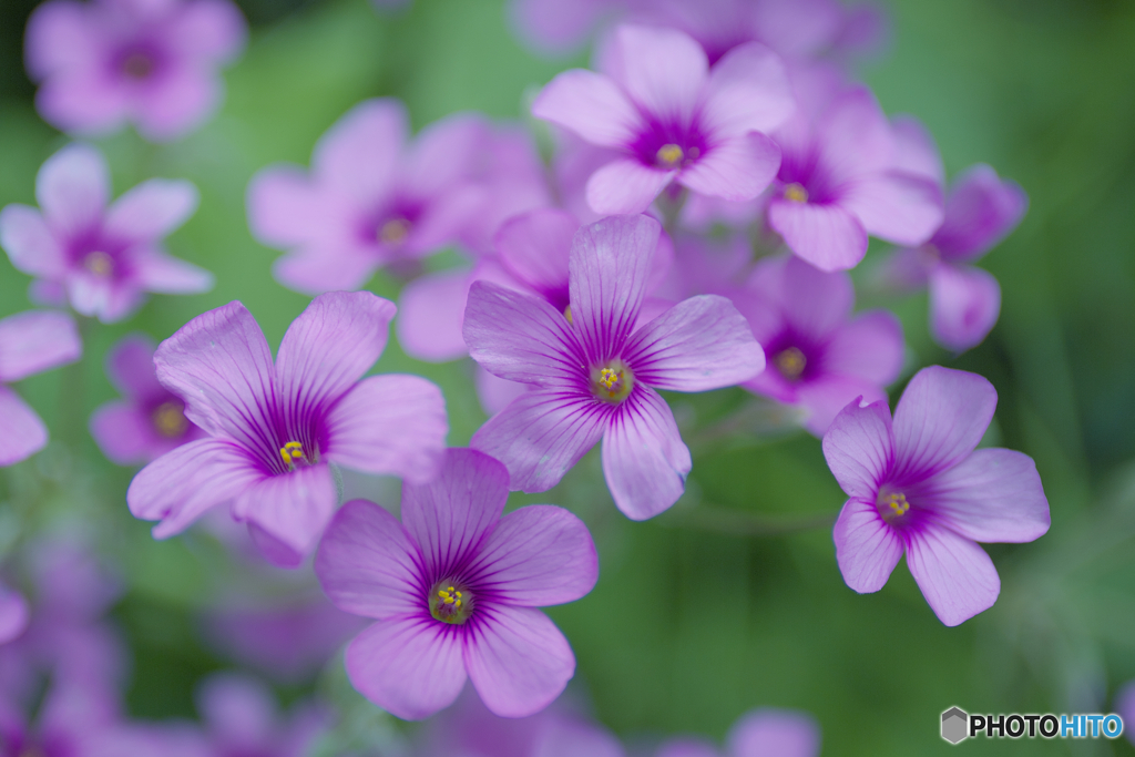 母が好きだった花