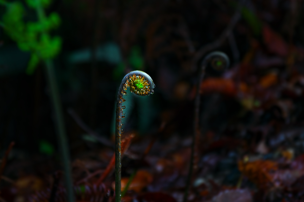 芽吹き