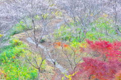 冬の桜径