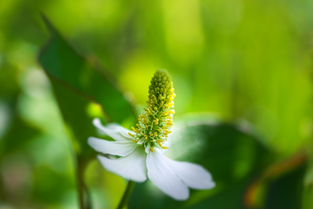 花香る