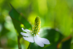 花香る
