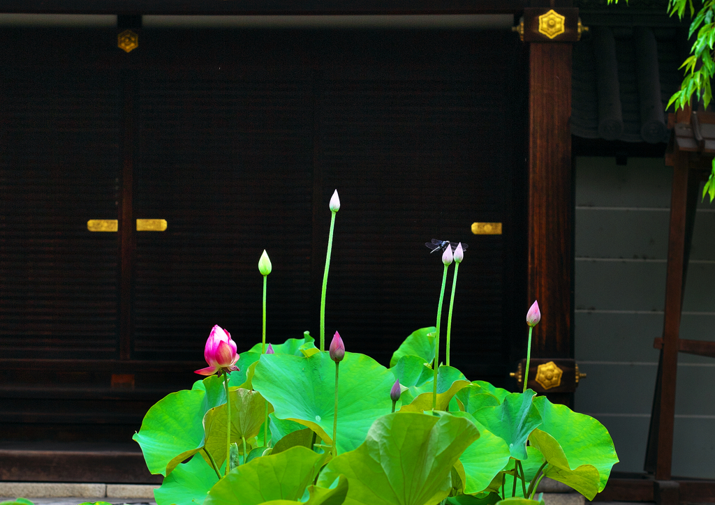夏の妙心寺