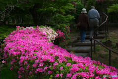 花のある小径