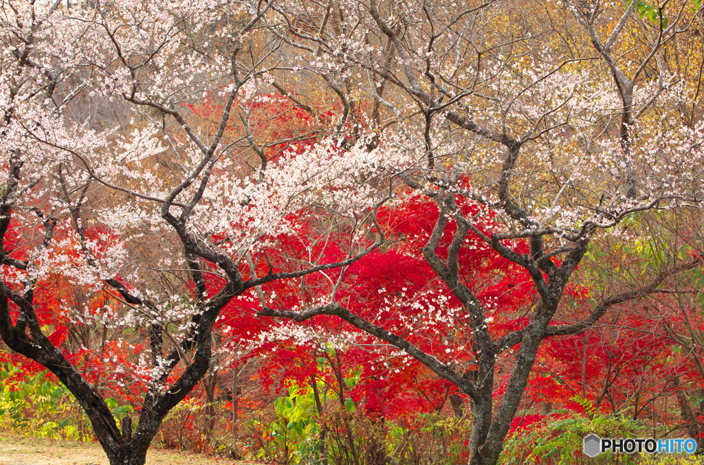 冬桜