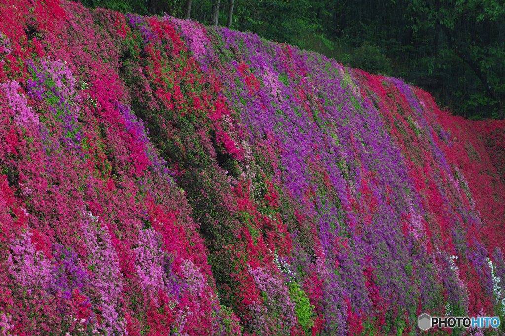 流れ落ちる花滝