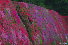 流れ落ちる花滝