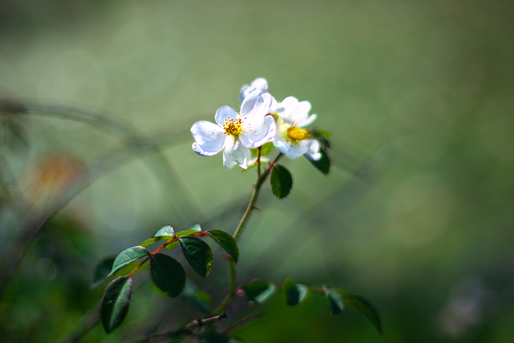 棘のある花