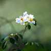 棘のある花