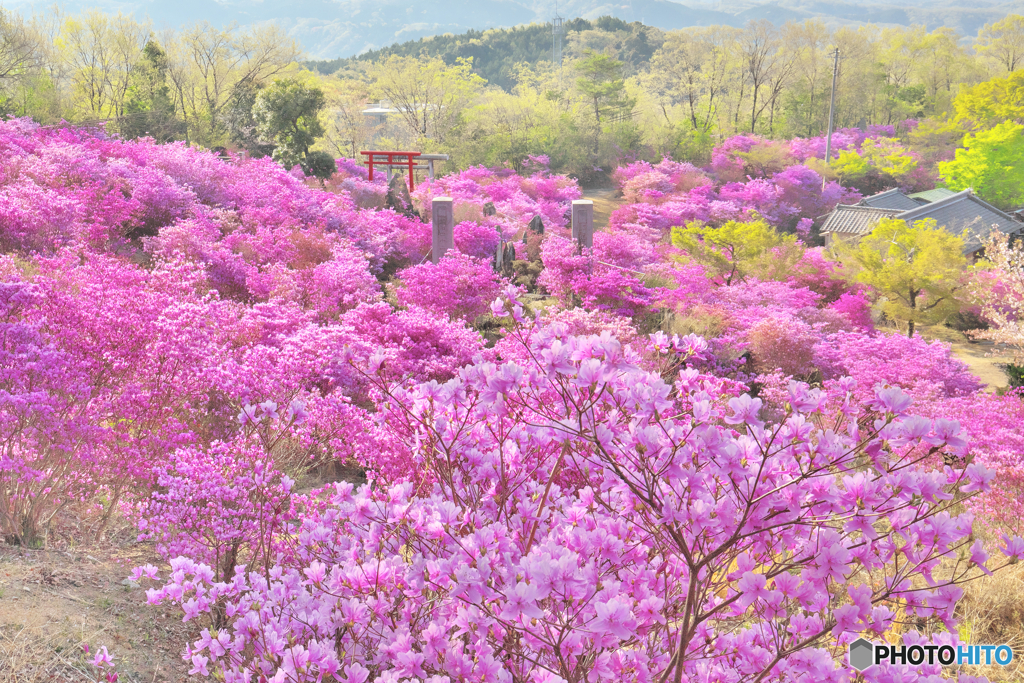 ミツバツツジの咲く神社