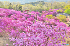 ミツバツツジの咲く神社