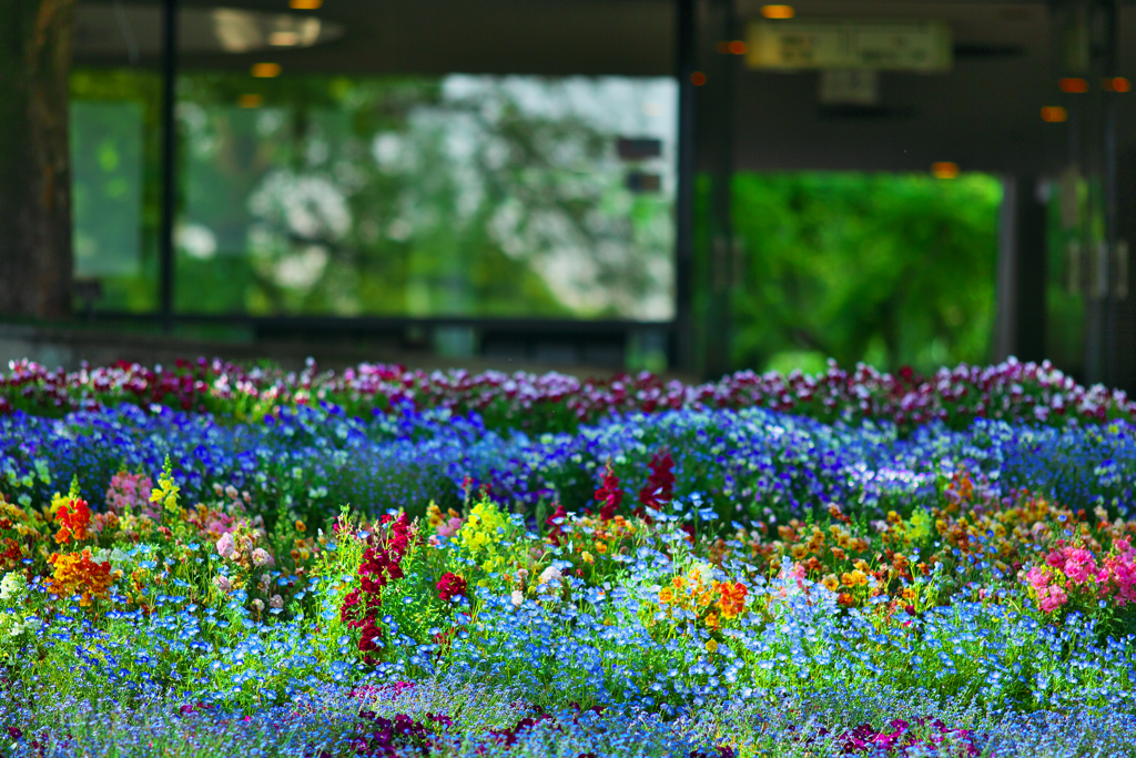 花の散歩道