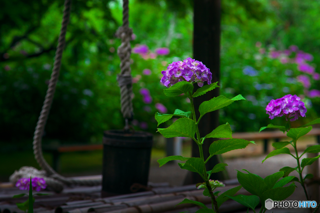 梅雨の本光寺