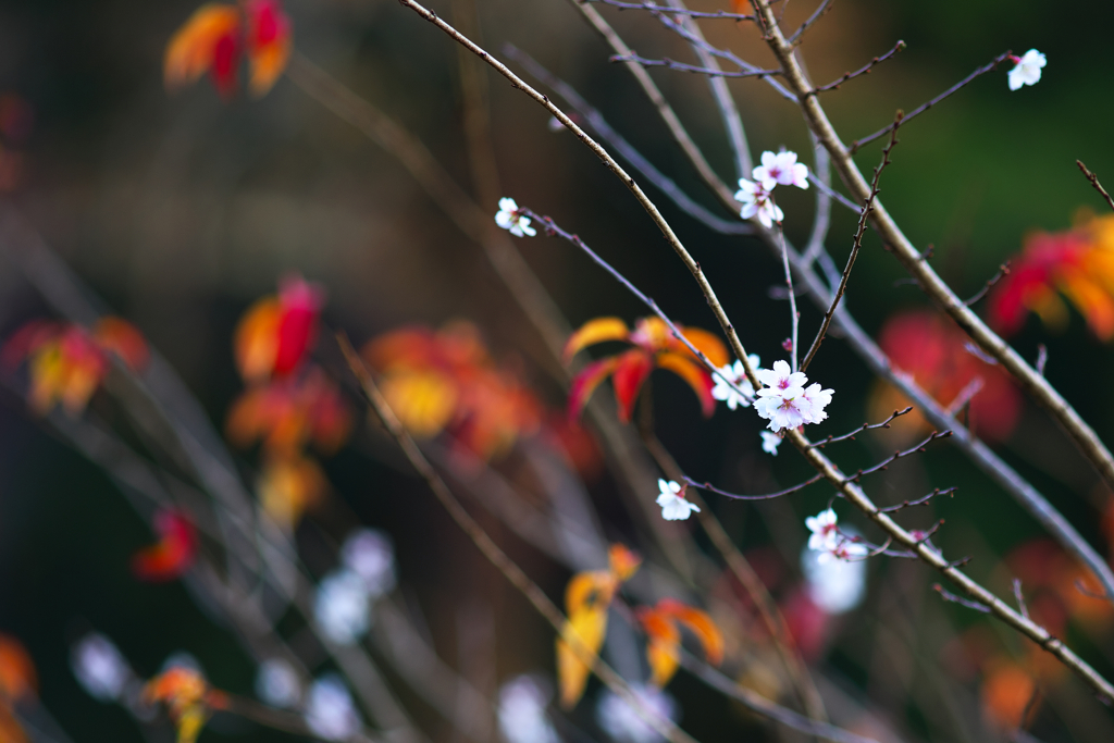 冬の桜