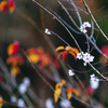 冬の桜