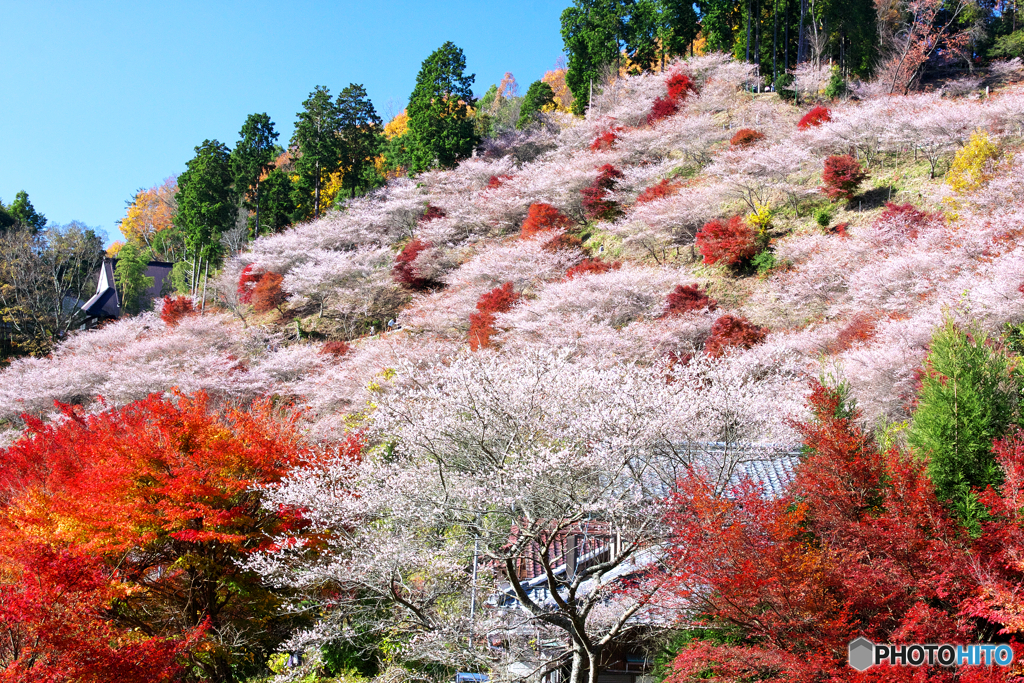 秋の桜