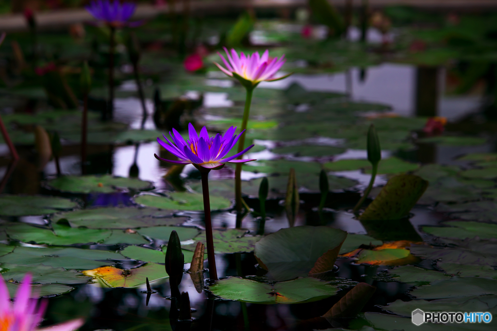 温室の華