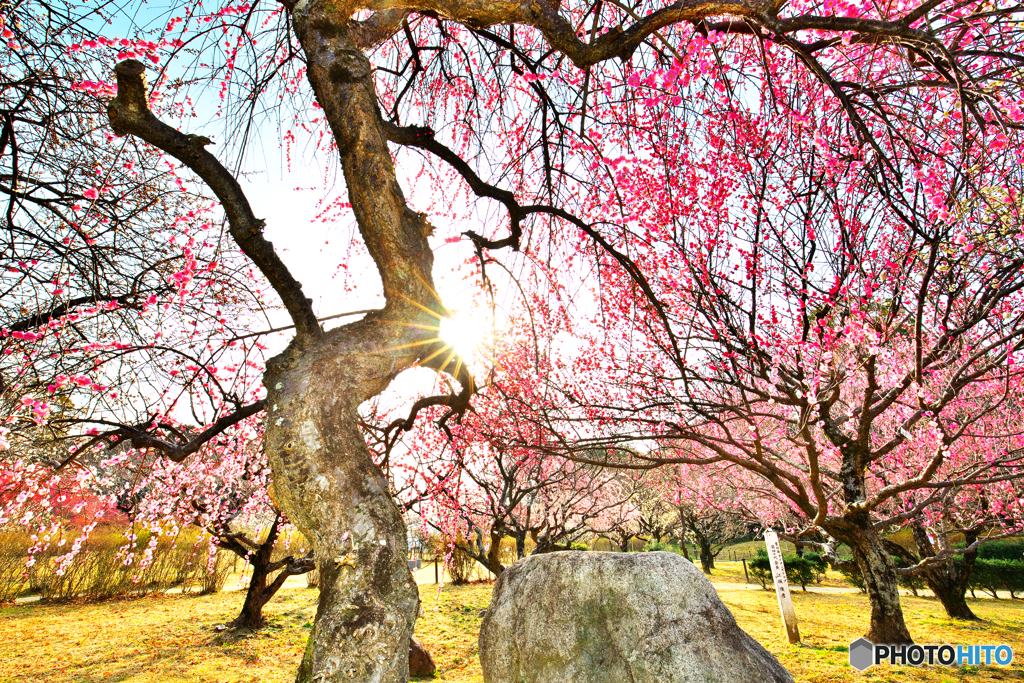 早春の公園