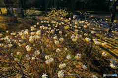 花の散歩道