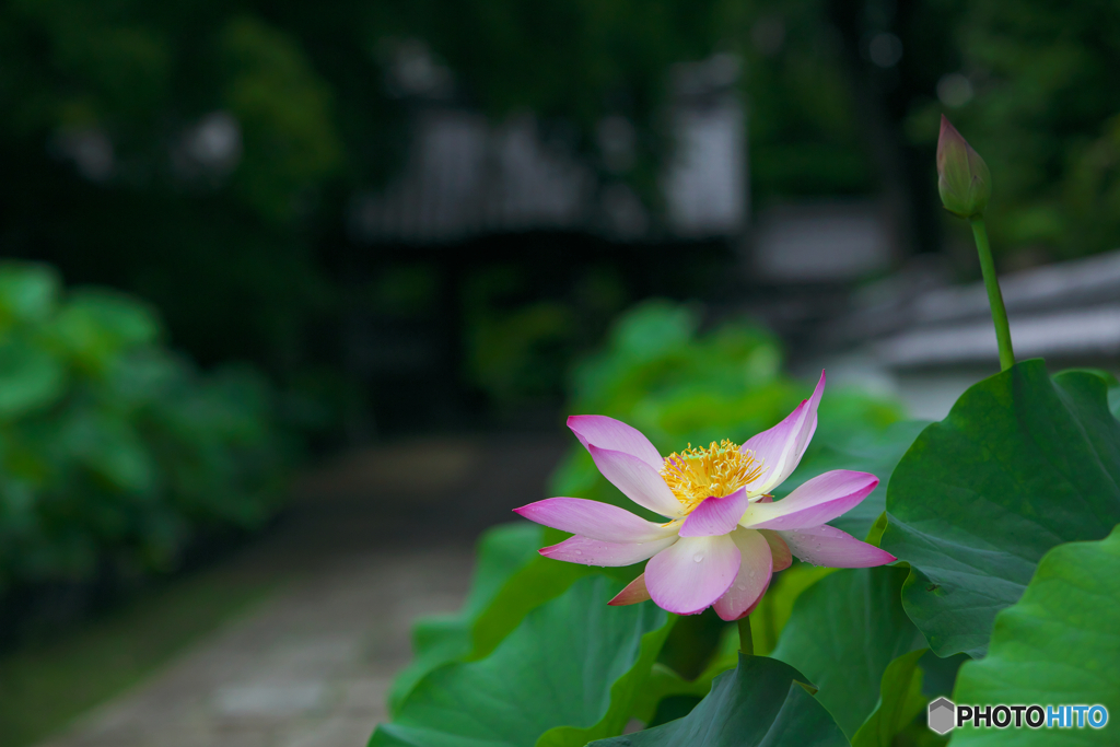 参道に咲く