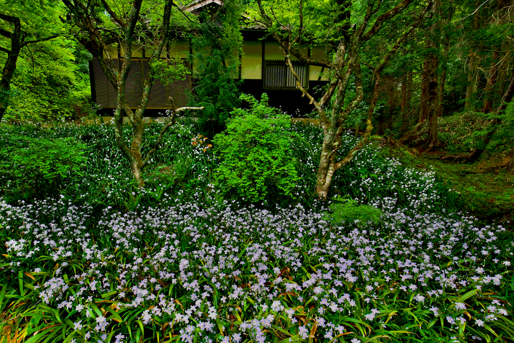 秘密の花園