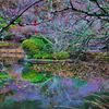 冬の龍安寺