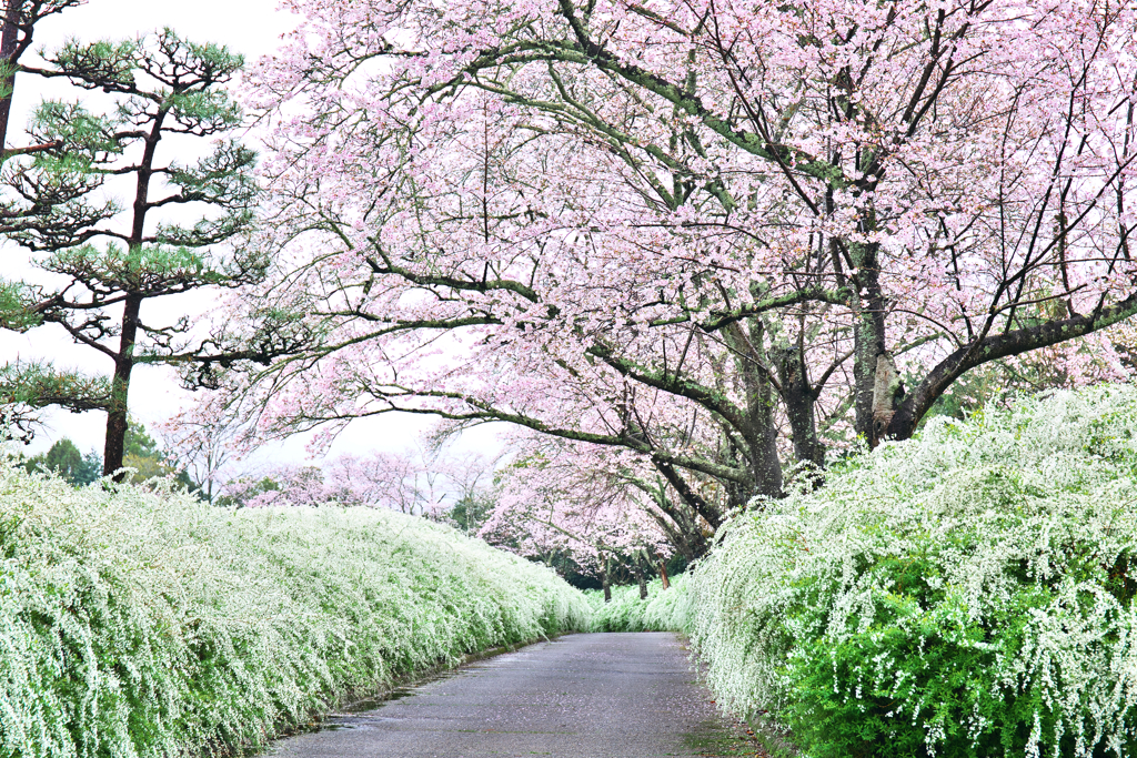 花の散歩道